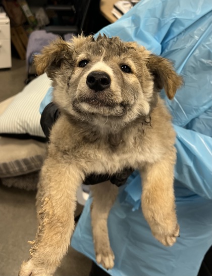 Shelter Stray Female Dog last seen S Leonard Ave & E Dinuba Ave, Selma Zone Fresno CO 3 93662, CA, 1510 W Dan Ronquillo Dr, Fresno, CA 93706, USA