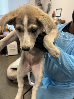Shelter Stray Female Dog last seen S Leonard Ave & E Dinuba Ave, Selma Zone Fresno CO 3 93662, CA, 1510 W Dan Ronquillo Dr, Fresno, CA 93706, USA