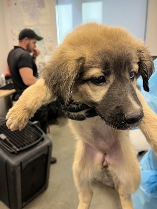 Shelter Stray Female Dog last seen S Leonard Ave & E Dinuba Ave, Selma Zone Fresno CO 3 93662, CA, 1510 W Dan Ronquillo Dr, Fresno, CA 93706, USA