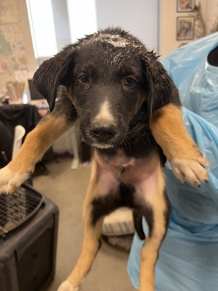Shelter Stray Male Dog last seen S Leonard Ave & E Dinuba Ave, Selma Zone Fresno CO 3 93662, CA, 1510 W Dan Ronquillo Dr, Fresno, CA 93706, USA