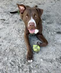 Shelter Stray Male Dog last seen W CARY DR / N WATERFALL TER, Citrus Springs, FL, 4030 S Airport Rd, Inverness, FL 34450, USA