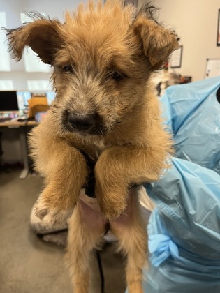 Shelter Stray Female Dog last seen S Leonard Ave & E Dinuba Ave, Selma Zone Fresno CO 3 93662, CA, 1510 W Dan Ronquillo Dr, Fresno, CA 93706, USA