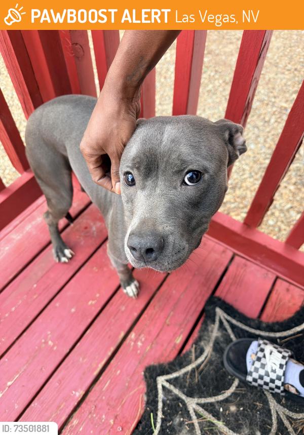 Found/Stray Female Dog last seen Lamb blvd & sunrise, Las Vegas, NV 89110