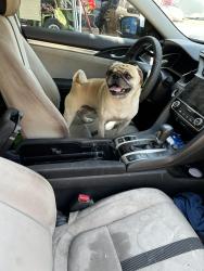Reunited Male Dog last seen Near Maxson Rd, El Monte, CA 91732, USA, El Monte, CA 91732