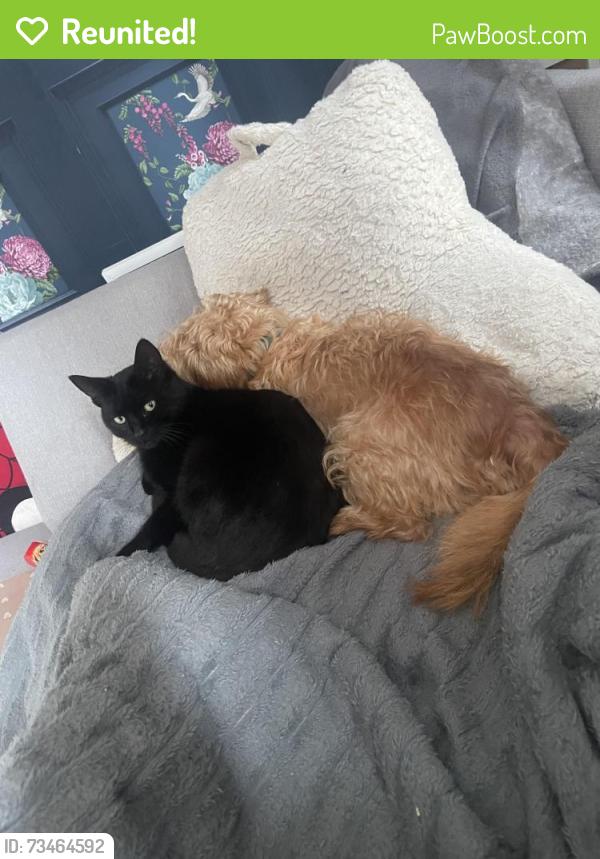 Reunited Male Cat last seen Ormskirk road, between Sherwood Drive and Norley Hall Ave., Greater Manchester, England 
