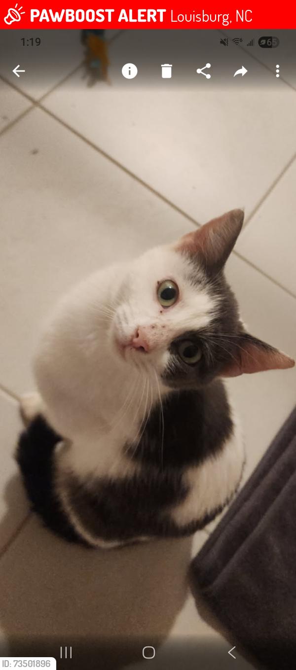 Lost Female Cat last seen Thats the address i was given by the usps la 125 Pawnee DriveLouisburg NC 27549, Louisburg, NC 27549