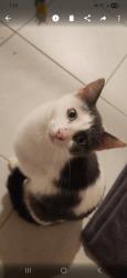 Lost Female Cat last seen Thats the address i was given by the usps la 125 Pawnee DriveLouisburg NC 27549, Louisburg, NC 27549