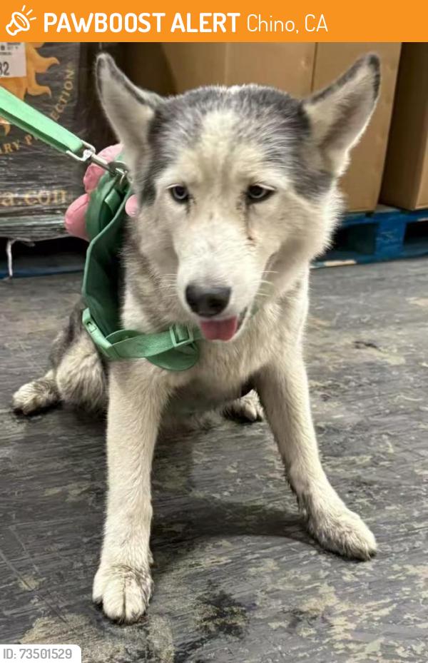 Found/Stray Unknown Dog last seen central ave, Chino, CA 91710