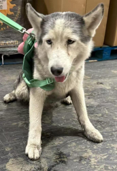 Found/Stray Unknown Dog last seen central ave, Chino, CA 91710