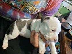 Lost Female Dog last seen In between Westover bridge and suncrest town calenter, Morgantown, WV 26501