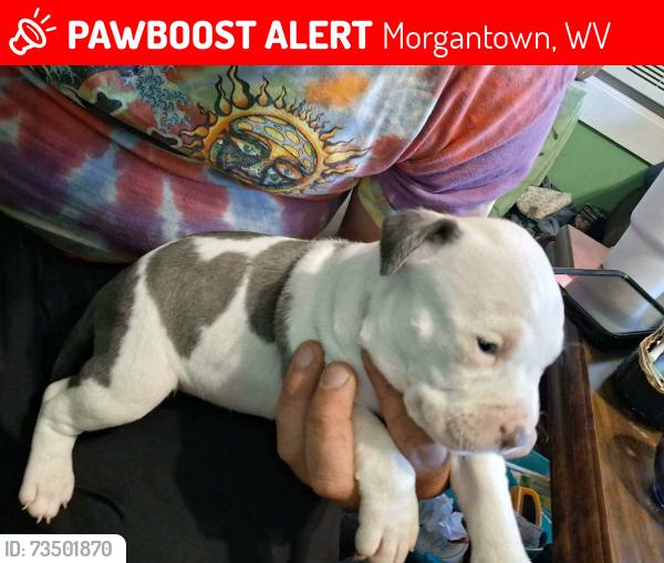 Lost Female Dog last seen In between Westover bridge and suncrest town calenter, Morgantown, WV 26501