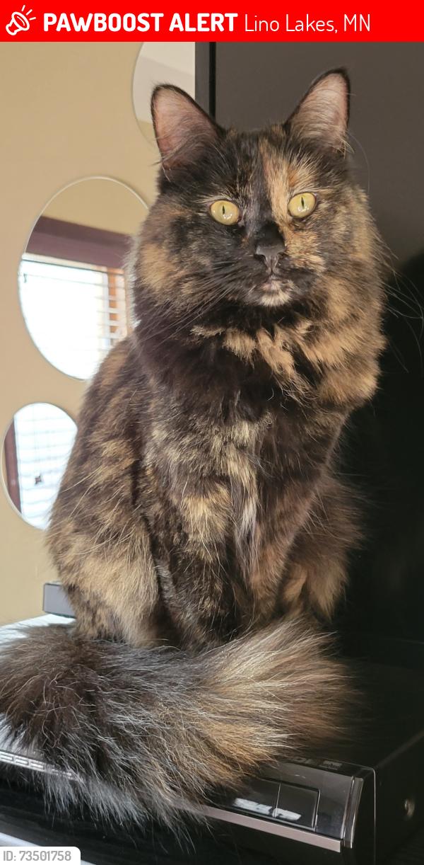 Lost Female Cat last seen Kelly Street, Lino Lakes, MN 55014