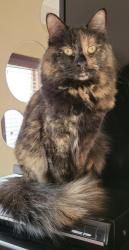 Lost Female Cat last seen Kelly Street, Lino Lakes, MN 55014