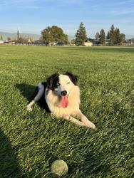 Lost Male Dog last seen Fulton ave, Arden way, Sacramento, CA 95825