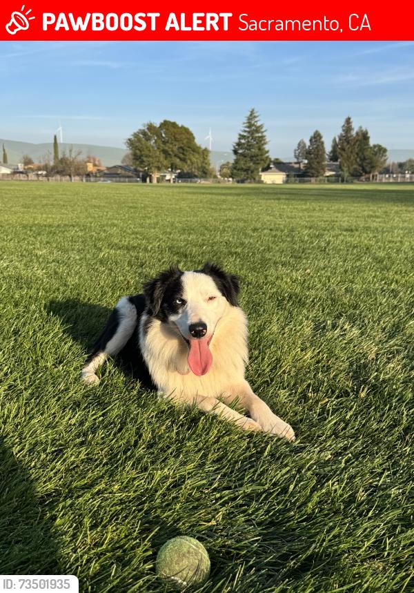 Lost Male Dog last seen Fulton ave, Arden way, Sacramento, CA 95825