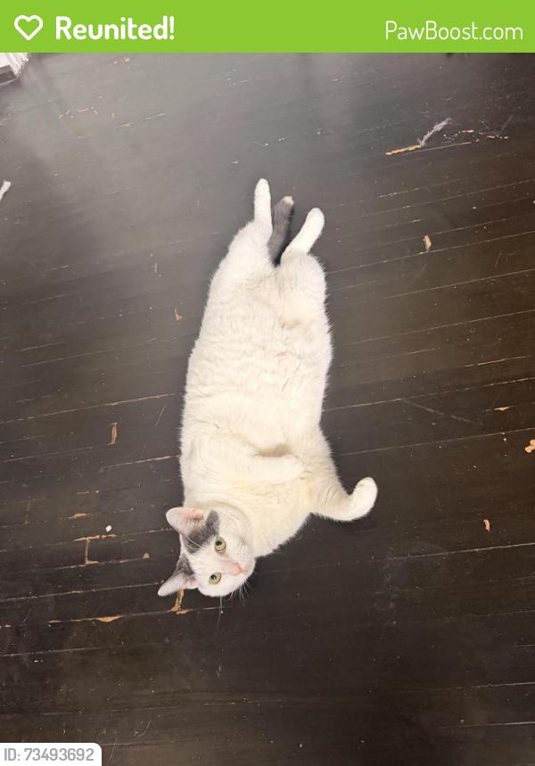 Reunited Female Cat last seen Kenwood Road, Blue Ash, OH 45236