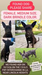 Found/Stray Female Dog last seen Near & 5 FWY interchange near Lincoln Heights - Los Angeles, CA, Los Angeles, CA 90031