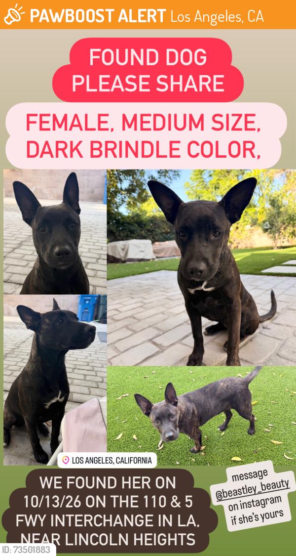 Found/Stray Female Dog last seen Near & 5 FWY interchange near Lincoln Heights - Los Angeles, CA, Los Angeles, CA 90031