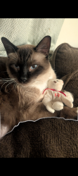 Lost Male Cat last seen Redstone Ranch / Britton and Mustang Rd, Yukon, OK 73099