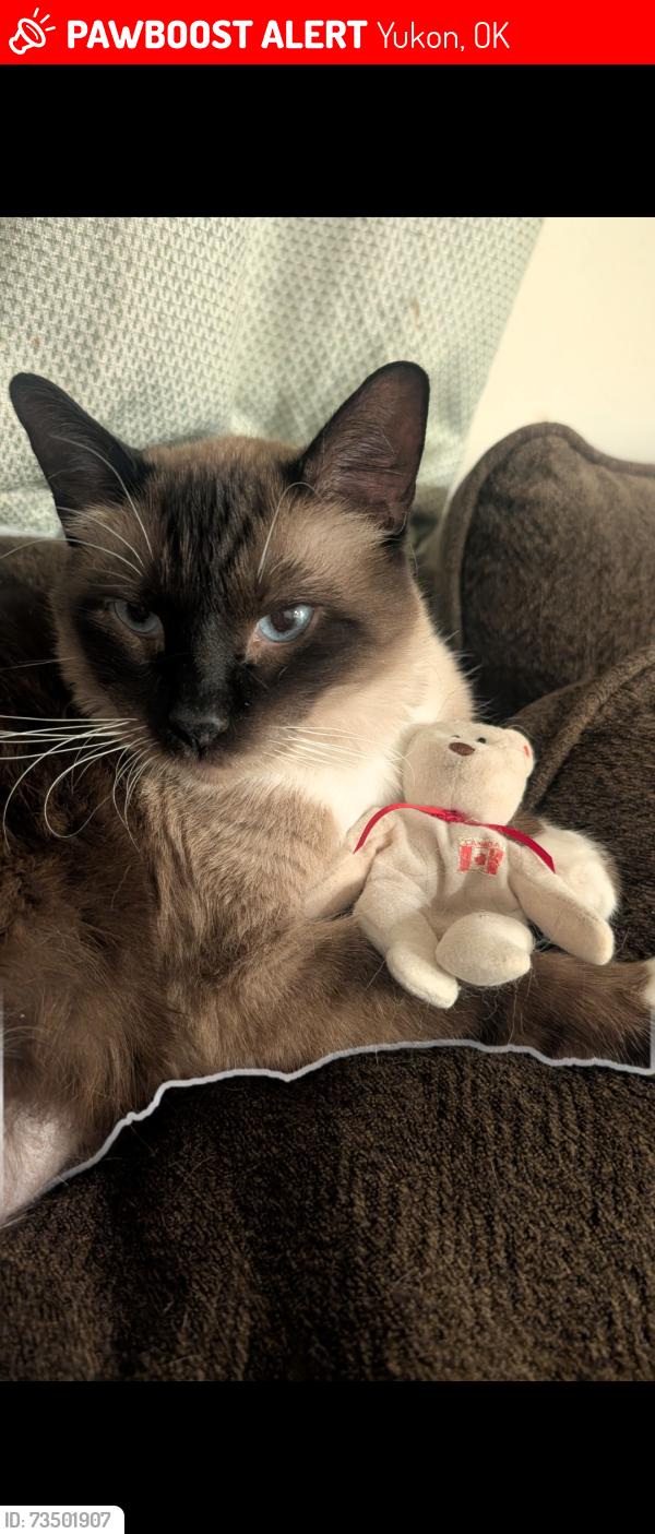 Lost Male Cat last seen Redstone Ranch / Britton and Mustang Rd, Yukon, OK 73099