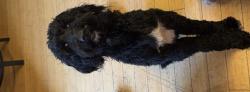 Lost Male Dog last seen Broken arrow, Broken Arrow, OK 74012
