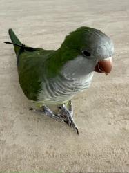 Lost Male Bird last seen AcadeMir Charter School Preparatory, Miami, FL 33177
