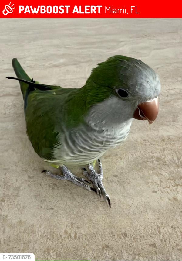 Lost Male Bird last seen AcadeMir Charter School Preparatory, Miami, FL 33177