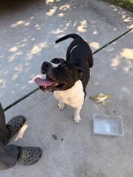 Reunited Female Dog last seen Auburn hills dr and Cranwell ct, Greensboro, NC 27407