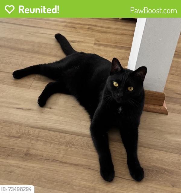 Reunited Male Cat last seen Near prairie elementary school, Buffalo Grove, IL 60089