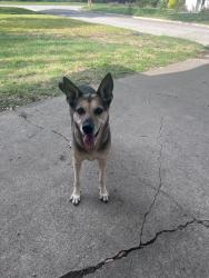 Found/Stray Female Dog last seen Worrell and Minot, Fort Worth, TX 76133