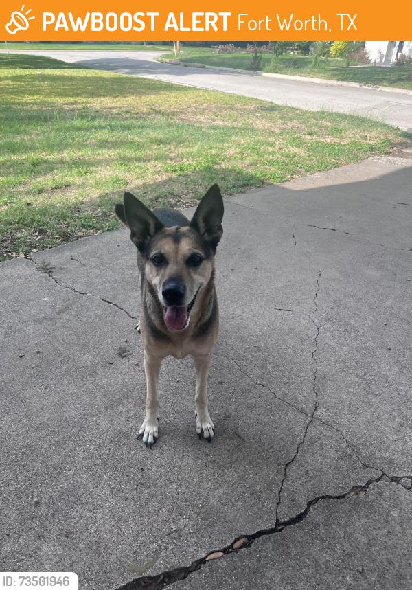 Found/Stray Female Dog last seen Worrell and Minot, Fort Worth, TX 76133