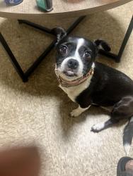 Reunited Female Dog last seen Young Terrace St. Paul St, Norfolk, VA 23510