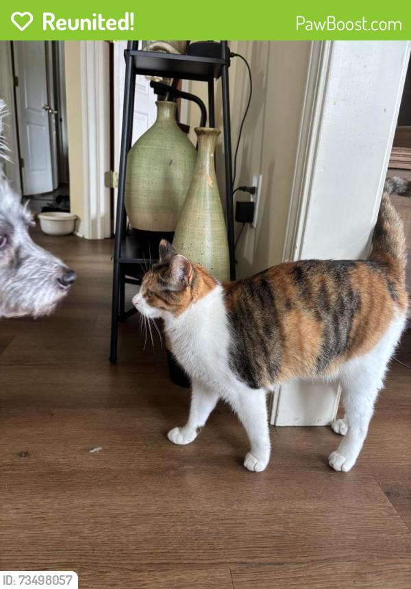 Reunited Female Cat last seen 126th and Whisper Way, Fishers, IN 46037
