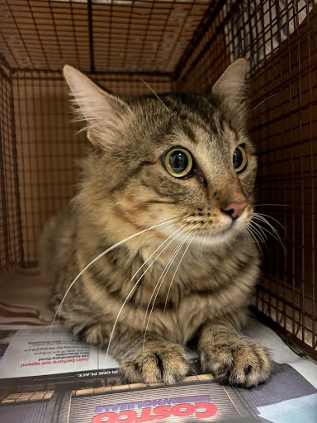 Shelter Stray Male Cat last seen Apt A,10401 Brownie Drive, AUSTIN, TX, 78753, 7201 Levander Loop bldg a, Austin, TX 78702, USA