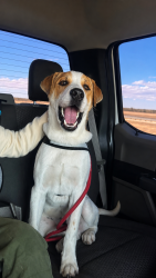 Reunited Male Dog last seen W 69th Ave and pecos st, Denver, CO 80221