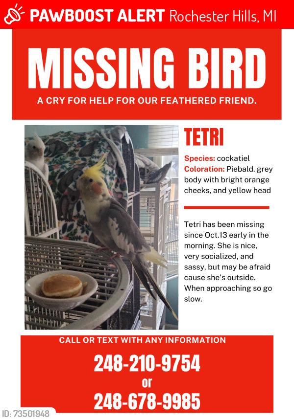 Lost Female Bird last seen Marseille ct., Rochester Hills, MI 48307