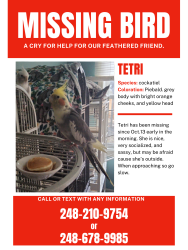 Lost Female Bird last seen Marseille ct., Rochester Hills, MI 48307