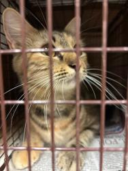 Shelter Stray Female Cat last seen Apt A,10401 Brownie Drive, AUSTIN, TX, 78753, 7201 Levander Loop bldg a, Austin, TX 78702, USA