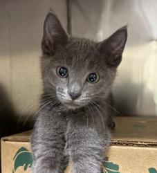 Shelter Stray Male Cat last seen SE Powell Valley rd, GRESHAM, OR, 97080, 1700 W Historic Columbia River Hwy, Troutdale, OR 97060, USA