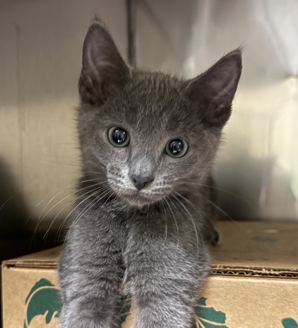 Shelter Stray Male Cat last seen SE Powell Valley rd, GRESHAM, OR, 97080, 1700 W Historic Columbia River Hwy, Troutdale, OR 97060, USA
