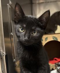 Shelter Stray Male Cat last seen SE Powell Valley rd, GRESHAM, OR, 97080, 1700 W Historic Columbia River Hwy, Troutdale, OR 97060, USA