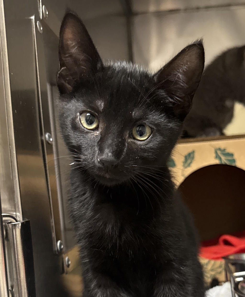 Shelter Stray Male Cat last seen SE Powell Valley rd, GRESHAM, OR, 97080, 1700 W Historic Columbia River Hwy, Troutdale, OR 97060, USA