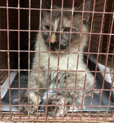 Shelter Stray Female Cat last seen Apt 160,1200 Mearns Meadow Boulevard, AUSTIN, TX, 78758, 7201 Levander Loop bldg a, Austin, TX 78702, USA