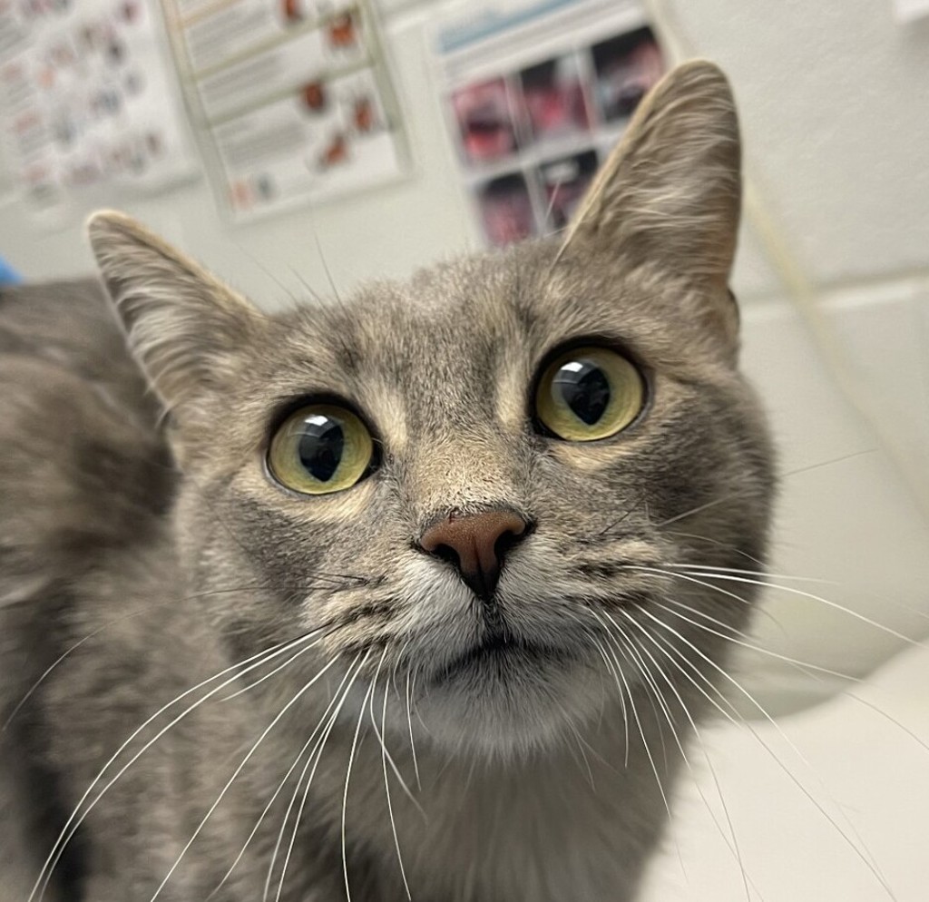 Shelter Stray Female Cat last seen Hoyt and Colfax, Lakewood, CO, 80215, 580 McIntyre St, Golden, CO 80401, USA