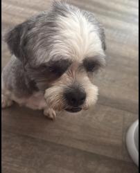 Reunited Male Dog last seen Washington street, Dumfries, VA 22026