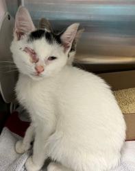 Shelter Stray Male Cat last seen South Ave exit on 440 high way, STATEN ISLAND, NY, 10303, 3139 Veterans Rd W, Staten Island, NY 10309, USA