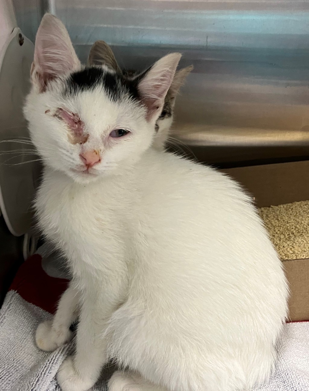 Shelter Stray Male Cat last seen South Ave exit on 440 high way, STATEN ISLAND, NY, 10303, 3139 Veterans Rd W, Staten Island, NY 10309, USA