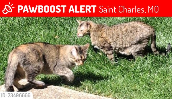 Lost Female Cat last seen in Bogey Hills subdivisio on Double Eagle Dr (just off Muegge and Bogey Hills Dr intersection., Saint Charles, MO 63303