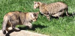 Lost Female Cat last seen in Bogey Hills subdivisio on Double Eagle Dr (just off Muegge and Bogey Hills Dr intersection., Saint Charles, MO 63303