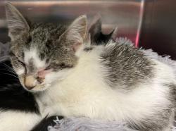 Shelter Stray Female Cat last seen South Ave exit on 440 high way, STATEN ISLAND, NY, 10303, 3139 Veterans Rd W, Staten Island, NY 10309, USA